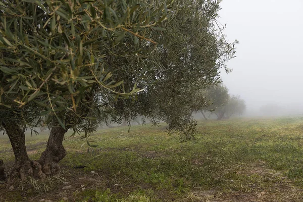 Olivos Niebla — Foto de Stock