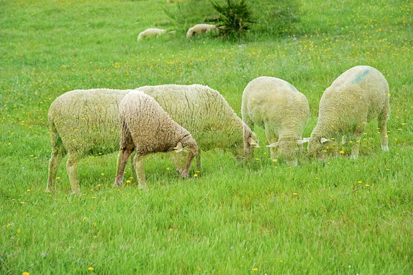 Doppelbelichtung Von Schafen Feld Aufgenommen Mit Der Kamera — Stockfoto