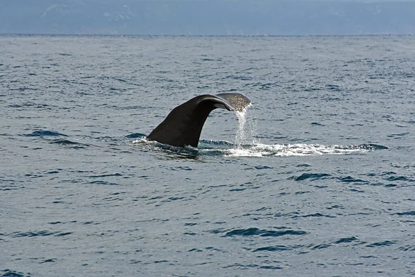 Baleia Esperma Foto Tirada Cruzeiro Observação Baleias Estreito Gibraltar — Fotografia de Stock