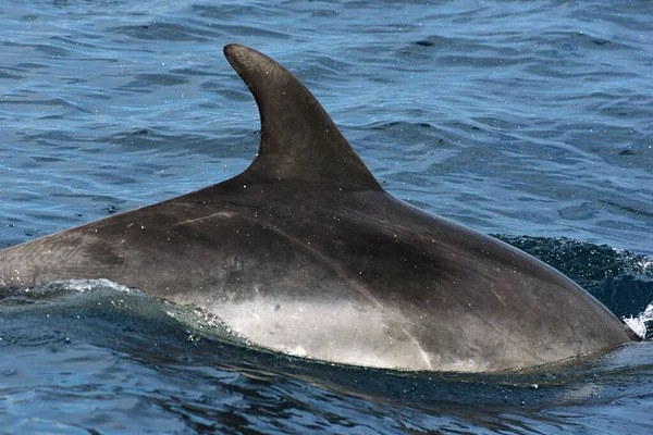 Delfin Butelki Zdjęcie Zrobione Rejsu Obserwacyjnego Wielorybów Cieśninie Gibraltarskiej — Zdjęcie stockowe