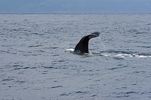 Ballena Esperma Foto Tomada Del Crucero Observación Ballenas Estrecho Gibraltar — Foto de Stock