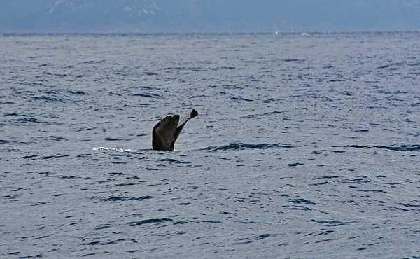 Wieloryb Spermy Zdjęcie Zrobione Rejsu Obserwacyjnego Wielorybów Cieśninie Gibraltarskiej — Zdjęcie stockowe