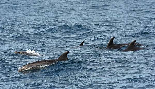 Delfín Mular Foto Tomada Del Crucero Observación Ballenas Estrecho Gibraltar — Foto de Stock