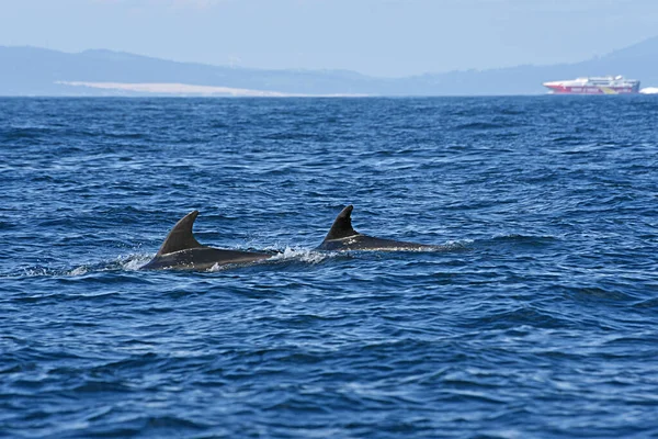 Delfín Mular Foto Tomada Del Crucero Observación Ballenas Estrecho Gibraltar — Foto de Stock