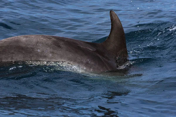 Слабкий Дельфін Знімок Кита Який Дивиться Круїз Гібралтарській Протоці — стокове фото