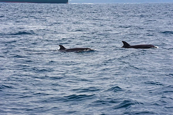 Golfinho Garrafa Foto Tirada Cruzeiro Observação Baleias Estreito Gibraltar — Fotografia de Stock