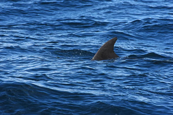 Bottlenose Dolphin Picture Taken Whale Watching Cruise Strait Gibraltar — Stock Photo, Image