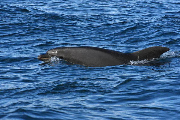 Delfin Butelki Zdjęcie Zrobione Rejsu Obserwacyjnego Wielorybów Cieśninie Gibraltarskiej — Zdjęcie stockowe