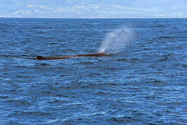 Ballena Esperma Foto Tomada Del Crucero Observación Ballenas Estrecho Gibraltar —  Fotos de Stock