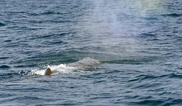 Ballena Esperma Foto Tomada Del Crucero Observación Ballenas Estrecho Gibraltar — Foto de Stock