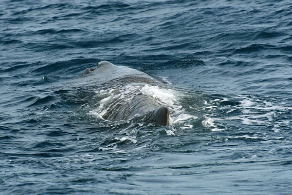 Baleia Esperma Foto Tirada Cruzeiro Observação Baleias Estreito Gibraltar — Fotografia de Stock