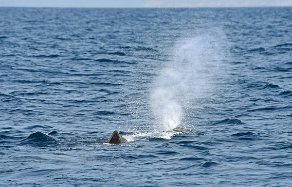 Ballena Esperma Foto Tomada Del Crucero Observación Ballenas Estrecho Gibraltar —  Fotos de Stock