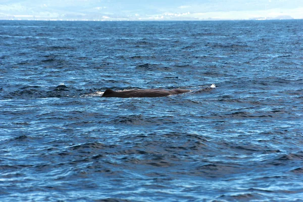 Ballena Esperma Foto Tomada Del Crucero Observación Ballenas Estrecho Gibraltar —  Fotos de Stock