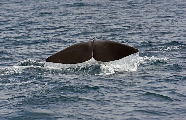 精子鲸Sperm Whale 在直布罗陀海峡观看鲸鱼巡航的照片 — 图库照片