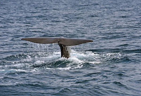 Ballena Esperma Foto Tomada Del Crucero Observación Ballenas Estrecho Gibraltar — Foto de Stock