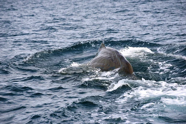 Sperm Whale Picture Taken Whale Watching Cruise Strait Gibraltar — Stock Photo, Image