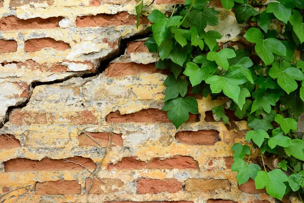 Sarmaşıklı Eski Tuğla Duvar — Stok fotoğraf