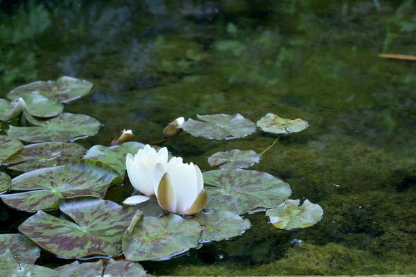 Detail Einer Lilienblüte — Stockfoto