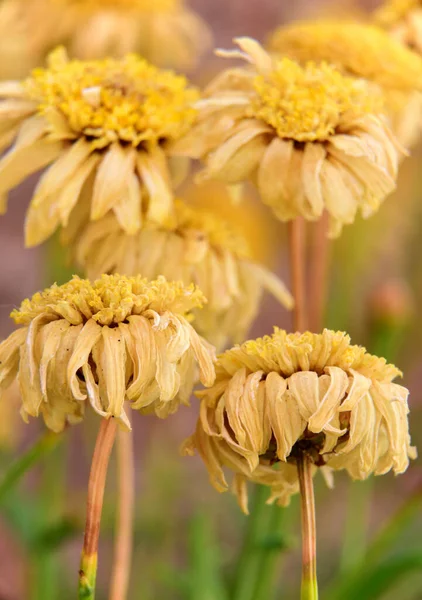 Flores Secas Margarida Jardim — Fotografia de Stock