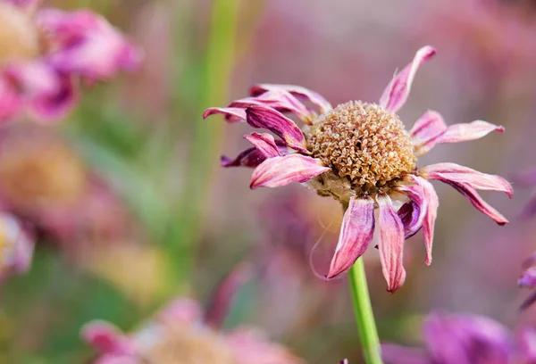 Torr Tusensköna Blomma Trädgård — Stockfoto