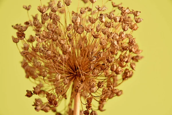 Zweig Mit Trockenen Blättern — Stockfoto