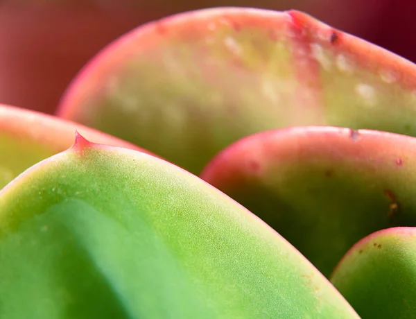 Dettaglio Una Foglia Cactus — Foto Stock