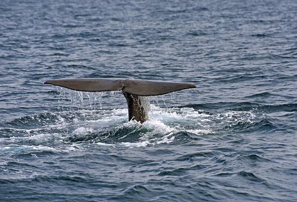 精子鲸Sperm Whale 在直布罗陀海峡观看鲸鱼巡航的照片 免版税图库图片