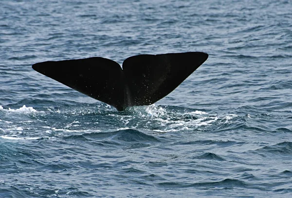 Baleine Spermatozoïdes Photo Prise Lors Une Croisière Observation Des Baleines Photo De Stock