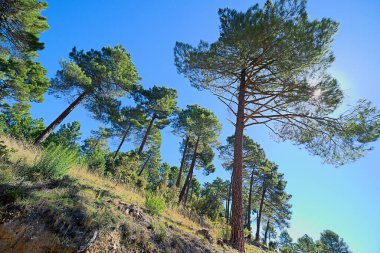 Çam ormanı manzarası