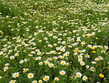 Papatya tarlasının ayrıntıları