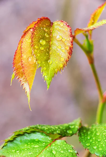 Closeup of water drops on rose leaf