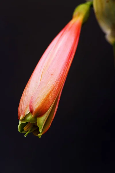 Makro Der Geburt Von Blumen Der Form Einer Glocke — Stockfoto