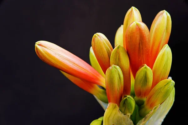 鐘形の花の誕生のマクロ — ストック写真