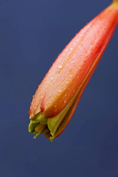 鐘形の花の誕生のマクロ — ストック写真