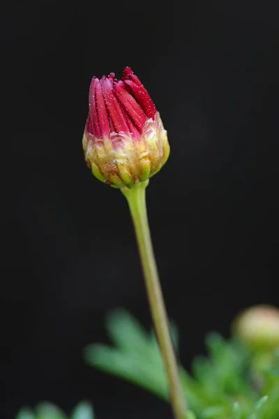 Makro Einer Roten Gänseblümchenblume Die Einer Roten Gänseblümchenblume Wächst — Stockfoto