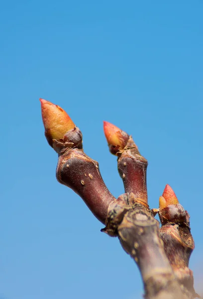 Detail Spring Bud — Stock Photo, Image