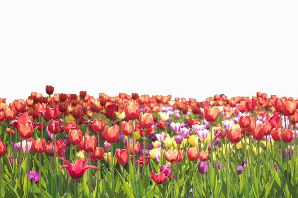 Blumen Rand isoliert auf weißem Hintergrund — Stockfoto