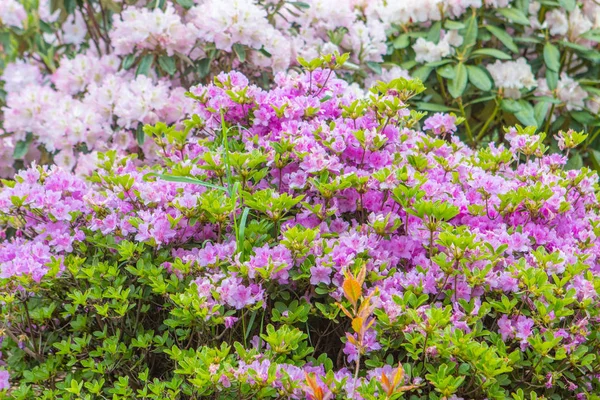Bushes colorful spring flowers. — Stock Photo, Image