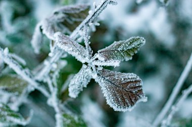 Hoarfrost ve buz ile kaplı yeşil yaprakları