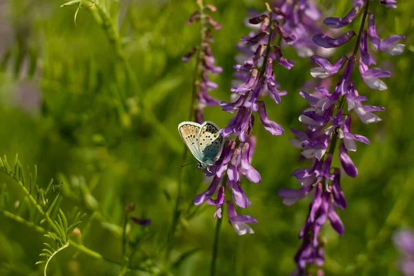 Un papillon bleu est assis sur les fleurs violettes des champs. Papillon photographié en gros plan . — Photo