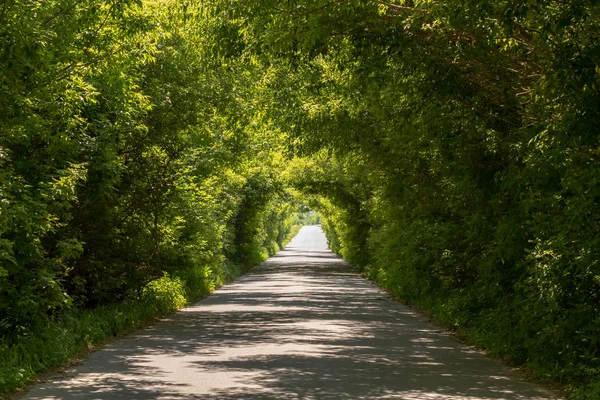 Natural green tunnel. A light in the end of a tunnel.