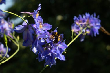 Yaban arısı mavi renklerde nektar toplar. Yakın çekim fotoğraf. Kır çiçekleri bahçede çiçek açar