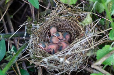 Yavru kuşlar gagalarını açtılar, ailelerinin onları beslemesini bekliyorlar..
