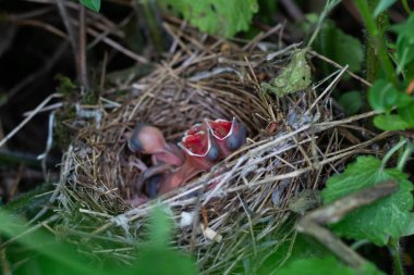 Yavru kuşlar gagalarını açtılar, ailelerinin onları beslemesini bekliyorlar..