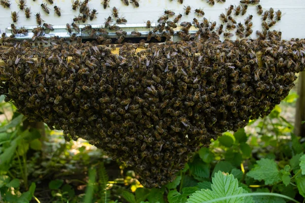 Bees fly into the hive. Bees carry pollen on their paws