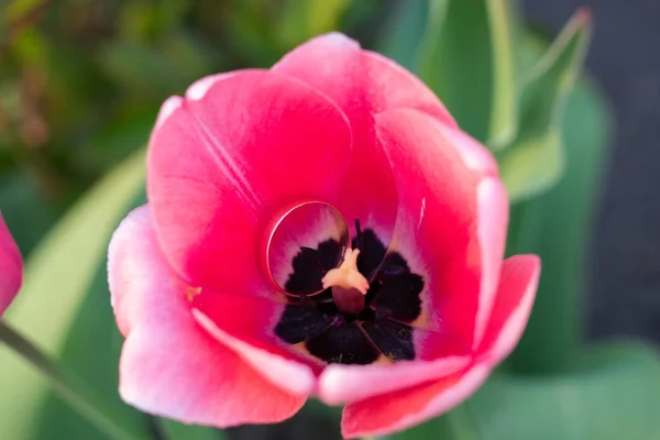 W czerwonym tulipan leży pierścień zaręczynowy. — Zdjęcie stockowe