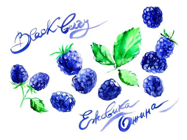 Hand getekende aquarel schilderij BlackBerry op witte achtergrond. illustratie van bessen. De naam van de aquarel in het Engels, Russisch en Oekraïens talen — Stockfoto