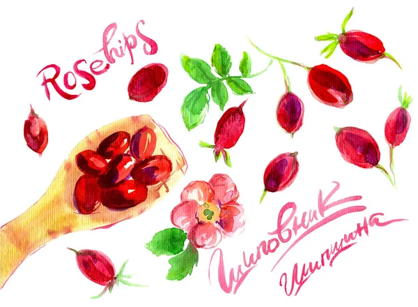 Hand drawn watercolor painting rose hips on white background. illustration of berries