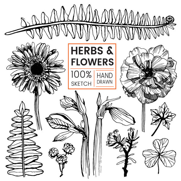 Vector illustration of herbs and flowers