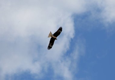 Yırtıcı kuş uçuyor